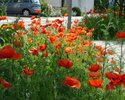 Red poppies in the Frankfurter Strasse (1st year)