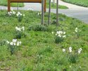 Narcissuses in the Bahnstrasse (2nd year)