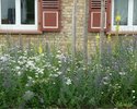 Viper´s bugloss, dyer´s chamomile and common chicory in the Fischergasse (3rd year)