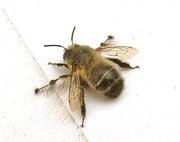 Anthophora plumipes (Bild von Jeffdelonge)