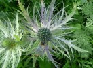 Edeldistel (Eryngium alpinum "Blue Star") in der Frankfurter Straße