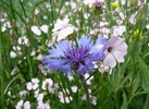 Kornblume (blau) und Kuhblume in der Kurt-Schumacher-Str