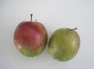 Winterprinzenapfel
