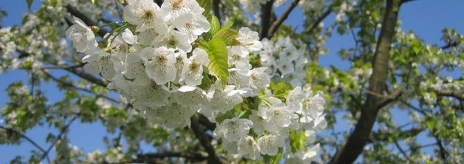 Kirschblüten Kirschblüten