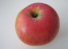 Berlepsch