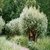 Natur im Ried