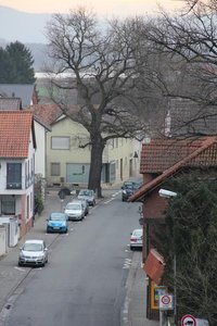 Naturdenmal: Friedenseiche in der Hospitalstraße Goddelau Naturdenmal: Friedenseiche in der Hospitalstraße Goddelau