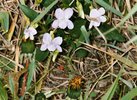Viola Pumila aus den Stromtalwiesen Viola Pumila aus den Stromtalwiesen