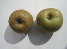 Zabergäurenette