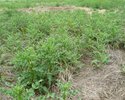 Im ersten Jahr nach dem Mahdgutauftrag dominiert noch die Acker-Kratzdistel (Cirsium arvense)