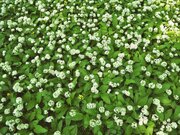 Monika Kerner: Bärlauch (Allium ursinum, Familie Liliengewächse)