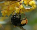 Steinhummel (Röder)