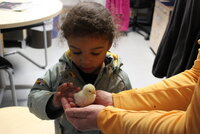 Ganz vorsichtig streichelt Zamor unter der Aufsicht von Michaela Schwäch ein Küken. Ein kleiner Junge in einer grünen Jacke streichelt ein gelbes Küken, das auf beiden Handflächen einer Frau sitzt.