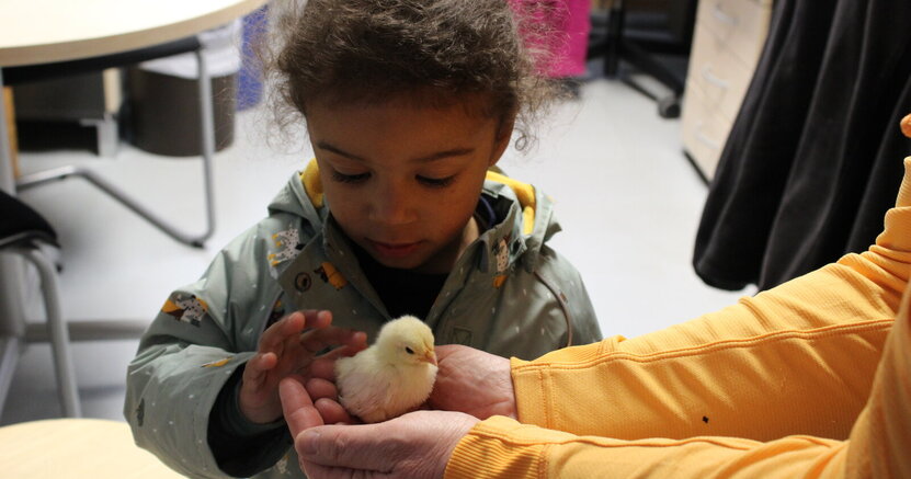 Ein kleiner Junge in einer grünen Jacke streichelt ein gelbes Küken, das auf beiden Handflächen einer Frau sitzt.