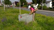 Sammeln von Insekten mittels Sauger auf einer Dauerbeobachtungsfläche - Stadt Riedstadt Grünflächenumgestaltung