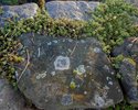 Flechte 2 (Voigt) - Krustenflechte