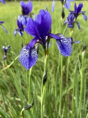 Sibirische Schwertlilie auf einer Renaturierungsfläche in Leeheim Sibirische Schwertlilie auf einer Renaturierungsfläche in Leeheim