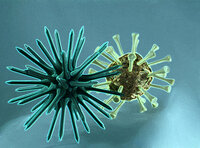 Darstellung eines Corona-Virus