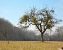 Baum mit Misteln auf dem Kühkopf (Hecker)