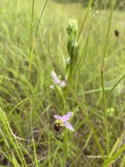 Bienenragwurz am Rhein-Winterdeich bei Leeheim (alle Fotos: Matthias Harnisch, Stadt Riedstadt) Bienenragwurz am Rhein-Winterdeich bei Leeheim (alle Fotos: Matthias Harnisch, Stadt Riedstadt)