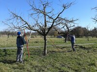 Zwei Männer beschneiden einen Obstbaum