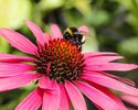 Hummel auf Echinacea (Erdhummel, Seidel)