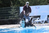 Hündin Maya springt ins Wasser. Sie scheint zu lachen.