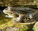 Wasserfrosch im Gartenteich (Seibel)