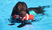 Ein Hund schwimmt im Wasser und hat ein rot-weißes Spielzeug im Maul.