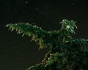 Himalaya-Zeder bei Nacht (Gräff)