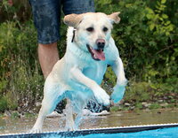 Ein Hund beim Sprung ins Schwimmbecken