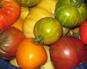 Tomatenvielfalt (M. Kraft)