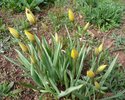 Wild tulips (Tulipa sylvestris) in the Kurt-Schumacher-Strasse (2nd year)