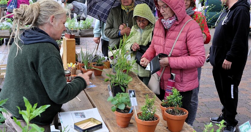 Auch von gelegentlichen Regenschauern ließen sich die Marktbesucher nicht stören. Menschen haben Kapuzen auf und Regenschirme aufgespannt. Sie stehen vor einem Stand mit Pflanzen und schauen sie sich an. Eine Frau hat gerade ihren Geldbeutel geöffnet.