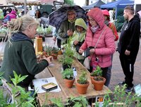 Auch von gelegentlichen Regenschauern ließen sich die Marktbesucher nicht stören. Menschen haben Kapuzen auf und Regenschirme aufgespannt. Sie stehen vor einem Stand mit Pflanzen und schauen sie sich an. Eine Frau hat gerade ihren Geldbeutel geöffnet.