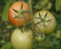 Letzte Herbsttomaten (Röder)