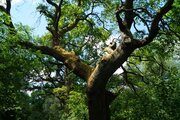 Saphira Thurn: Stieleiche (Quercus robur, Familie Buchengewächse)