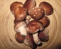 Shiitake (Schellhaas)