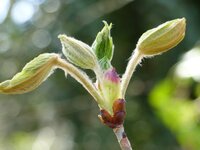 Das Foto aus dem letzten Fotografierworkshop zeigt eine Blüte in Großaufnahme.