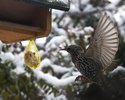 Flugkünstler (Star / Vogel, 1. Platz)