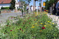 Blütenpracht auch in der Oppenheimer Straße. Pflanzen mit gelben und lila Blüten sind in Großaufnahme zu sehen.