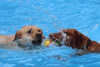 Fröhlich gespielt wurde auch im Schwimmbecken. Zwei Hunde schwimmen im Wasser. Der braune Hund hat einen gelb-roten Ball im Maul. Ein heller Hund versucht, auch an den Ball zu kommen.