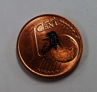 Asiatische Tigermücke auf 1-Cent-Münze (Foto: A. Jöst, KABS e.V.) Eine asiatische Tigermücke liegt auf einer 1-Cent-Münze. Sie ist deutlich kleiner.-