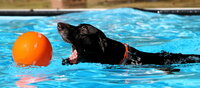 Ein Hund schwimmt und hat das Maul aufgerissen, um den orangen Ball vor sich im Wasser zu schnappen