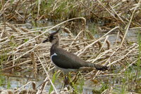 Ein junger Kiebitz mit seiner markanten Kopfhaube steht im Schilf am Wasser. Das Gelände heißt Großes Michelried und liegt in Erfelden.