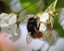 Steinhummel an Kirschblüte (Reiß/ vermutlich doch eher eine 'Gehörnte Mauerbiene'))