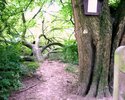 Zürgelbaum am Ludwigsstein (Blum-Borell)