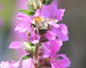 Ackerhummel am Blutweiderich (Heldberg)