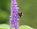 Hummel im Ried 1 (Hasenzahl)