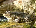 Wasserfrosch im Gartenteich (1. Platz, Seibel)